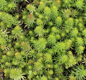Rozchodník 'Winter Green' - Sedum hybridum 'Winter Green'