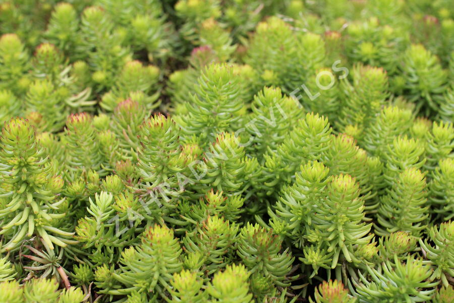 Rozchodník 'Winter Green' - Sedum hybridum 'Winter Green'