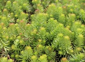 Rozchodník 'Winter Green' - Sedum hybridum 'Winter Green'