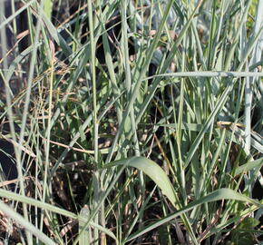 Indiánská tráva 'Sioux Blue' - Sorghastrum nutans 'Sioux Blue'