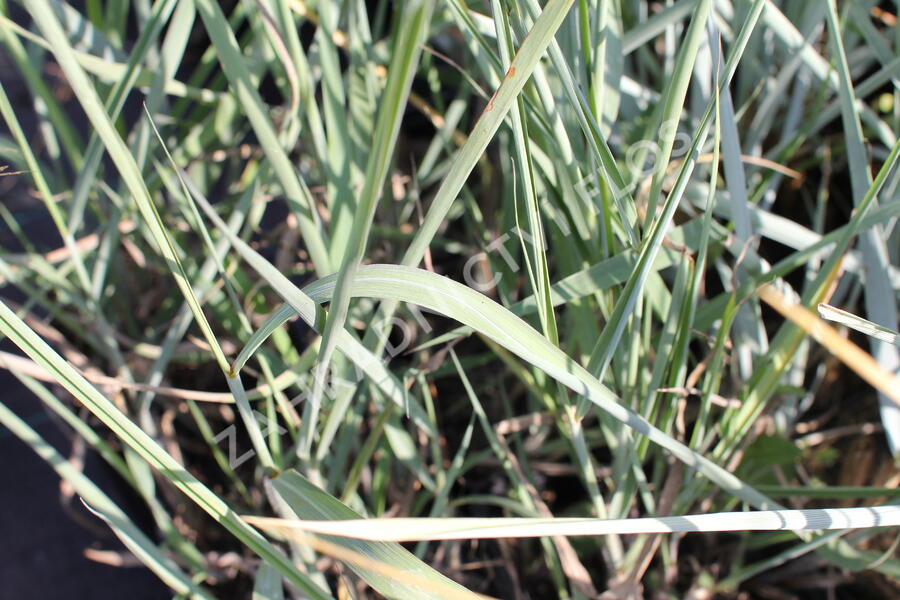 Indiánská tráva 'Sioux Blue' - Sorghastrum nutans 'Sioux Blue'