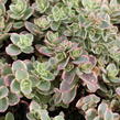 Rozchodník SunSparkler® 'Lime Twister' - Sedum hybridum SunSparkler® 'Lime Twister'