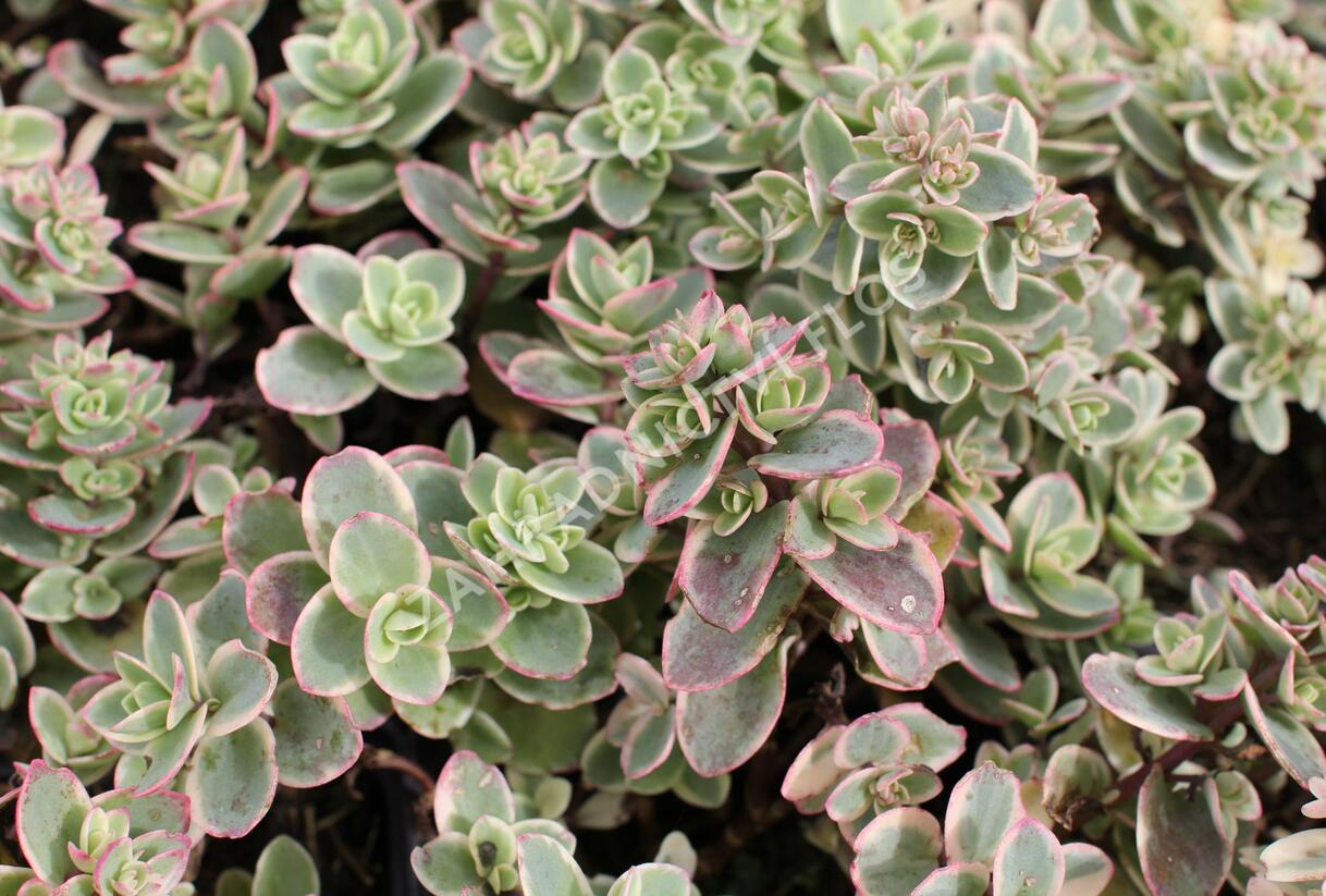 Rozchodník rozvětvený SunSparkler® 'Lime Twister' - Sedum cauticola SunSparkler® 'Lime Twister'