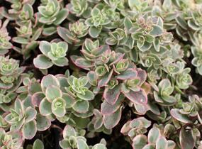 Rozchodník rozvětvený SunSparkler® 'Lime Twister' - Sedum cauticola SunSparkler® 'Lime Twister'