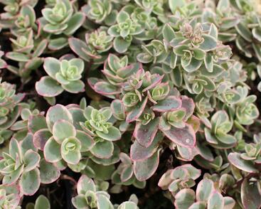 Rozchodník rozvětvený SunSparkler® 'Lime Twister'