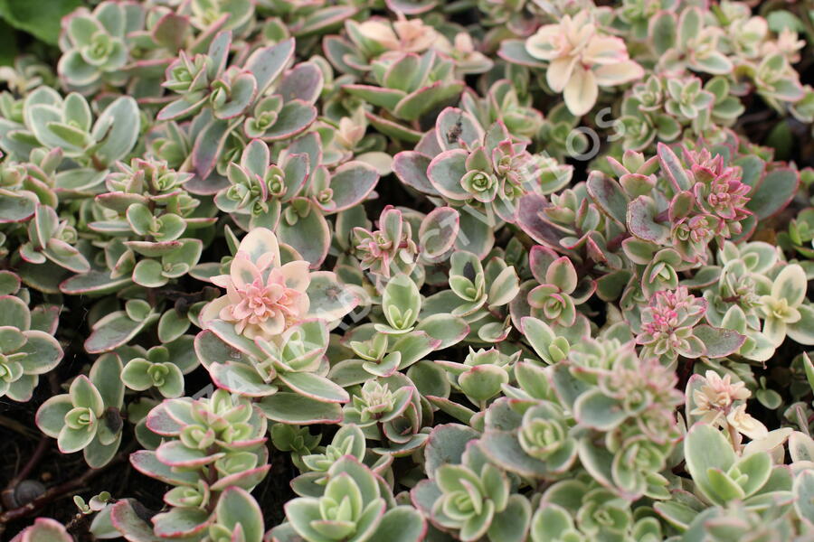 Rozchodník SunSparkler® 'Lime Twister' - Sedum hybridum SunSparkler® 'Lime Twister'