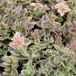 Rozchodník SunSparkler® 'Lime Twister' - Sedum hybridum SunSparkler® 'Lime Twister'