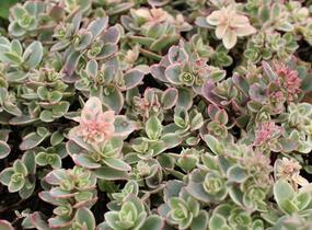 Rozchodník rozvětvený SunSparkler® 'Lime Twister' - Sedum cauticola SunSparkler® 'Lime Twister'