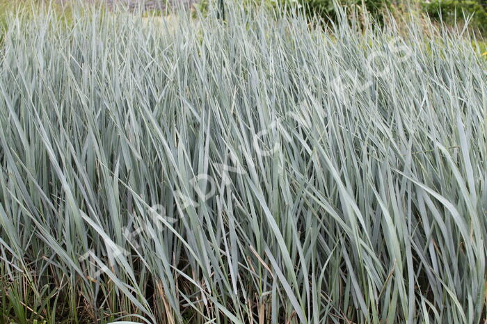 Ječmenice písečná 'Blue Dune' - Leymus arenarius 'Blue Dune'