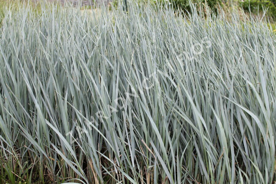 Ječmenice písečná 'Blue Dune' - Leymus arenarius 'Blue Dune'