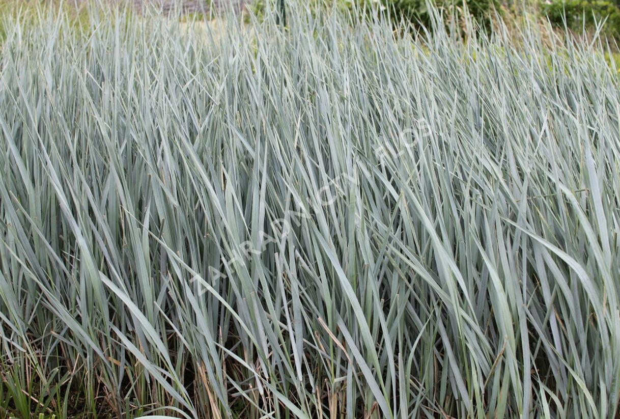 Ječmenice písečná 'Blue Dune' - Leymus arenarius 'Blue Dune'