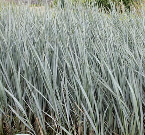 Ječmenice písečná 'Blue Dune' - Leymus arenarius 'Blue Dune'