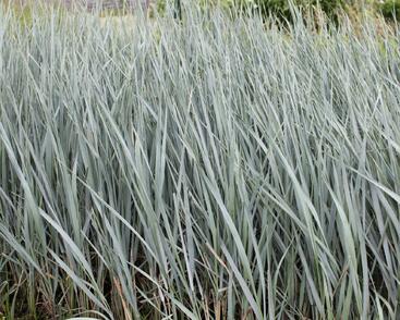 Ječmenice písečná 'Blue Dune'