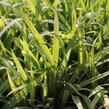 Ostřice 'Bunny Blue' - Carex laxiculmis 'Bunny Blue'