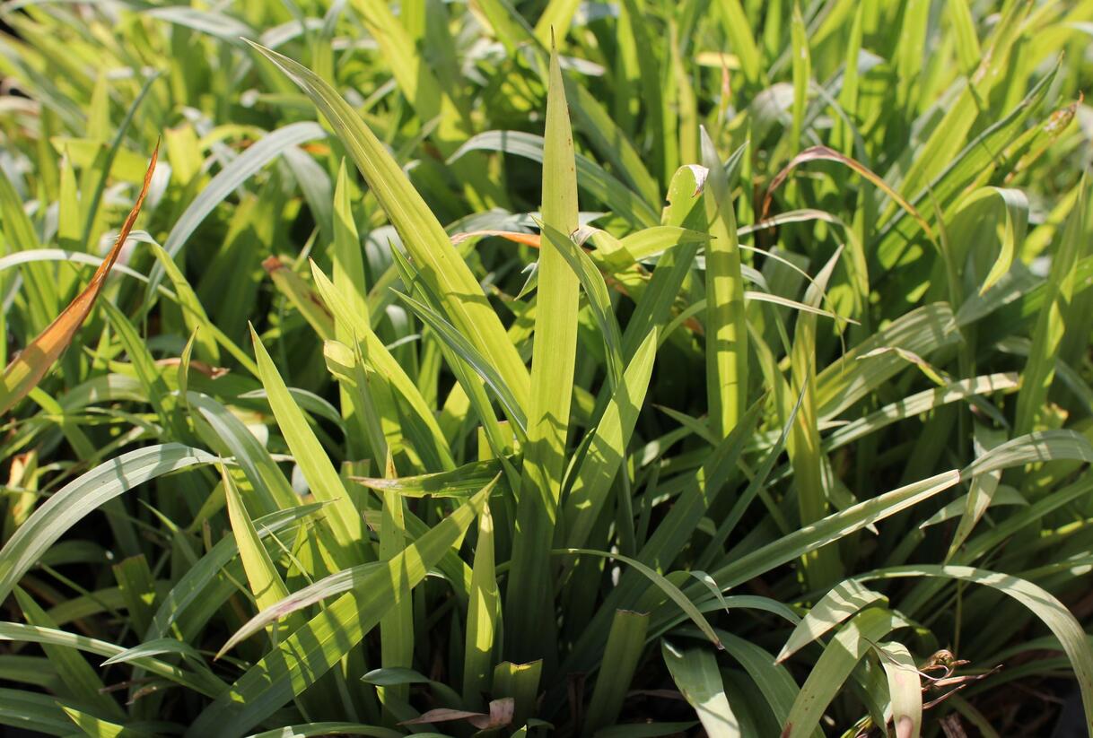 Ostřice 'Bunny Blue' - Carex laxiculmis 'Bunny Blue'