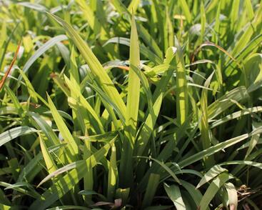 Ostřice 'Bunny Blue'