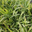 Ostřice 'Bunny Blue' - Carex laxiculmis 'Bunny Blue'