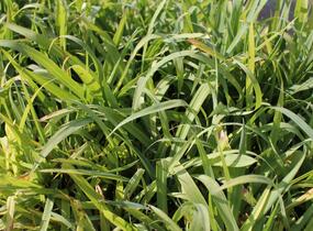 Ostřice 'Bunny Blue' - Carex laxiculmis 'Bunny Blue'