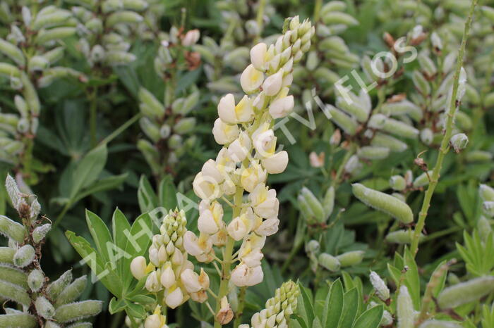 Lupina mnoholistá 'Gallery Yellow' - Lupinus polyphyllus 'Gallery Yellow'