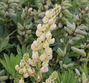 Lupina mnoholistá 'Gallery Yellow' - Lupinus polyphyllus 'Gallery Yellow'