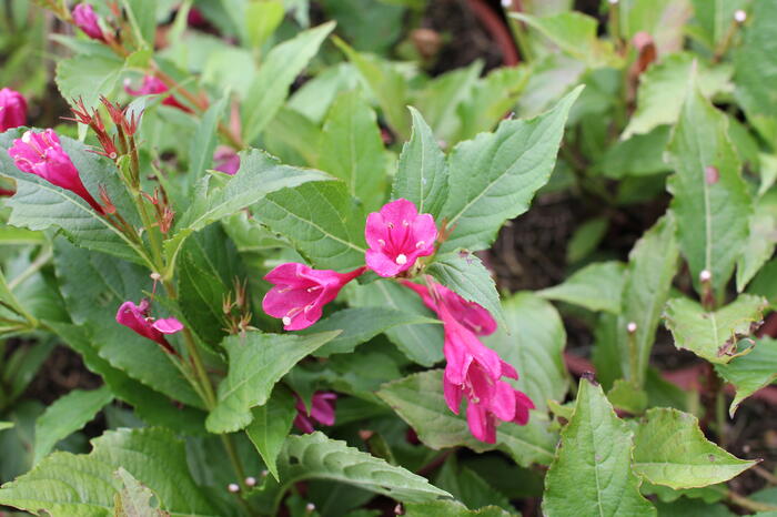 Vajgélie květnatá 'Big Love' - Weigela florida 'Big Love'