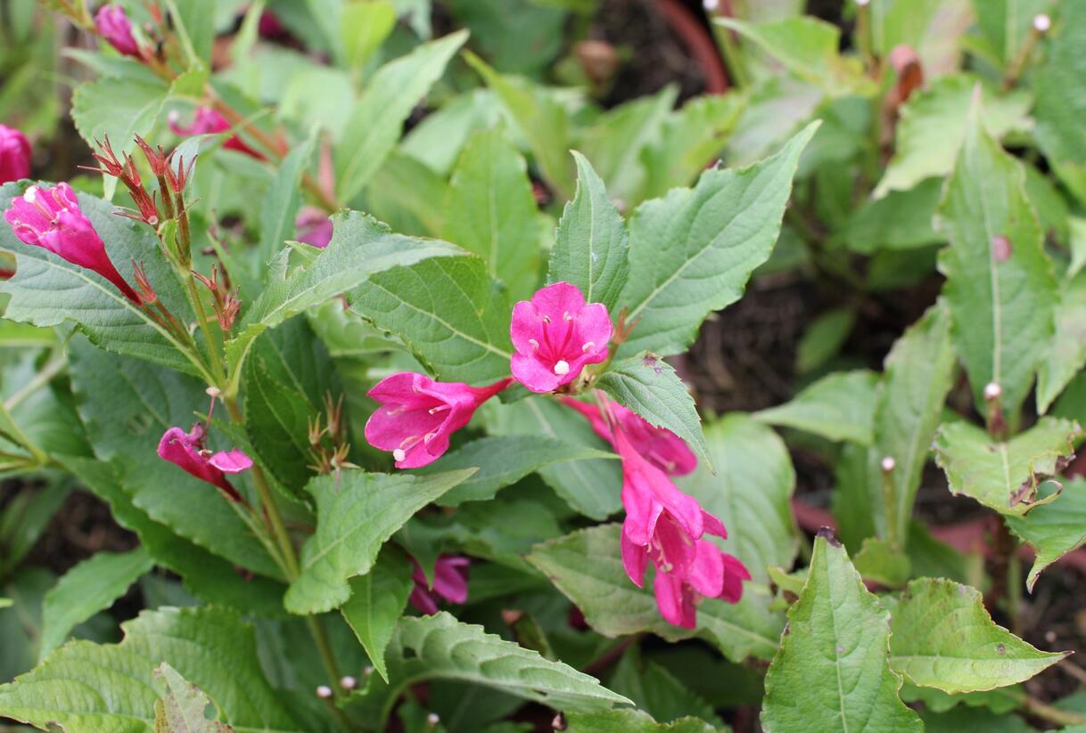 Vajgélie květnatá 'Big Love' - Weigela florida 'Big Love'