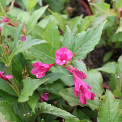 Vajgélie květnatá 'Big Love' - Weigela florida 'Big Love'