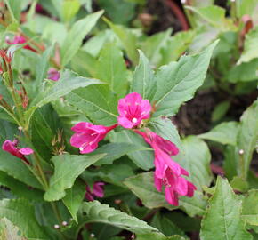 Vajgélie 'Big Love' - Weigela 'Big Love'