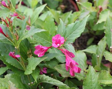 Vajgélie květnatá 'Big Love'