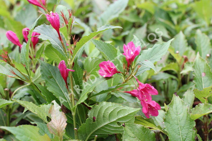 Vajgélie květnatá 'Big Love' - Weigela florida 'Big Love'