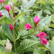 Vajgélie květnatá 'Big Love' - Weigela florida 'Big Love'