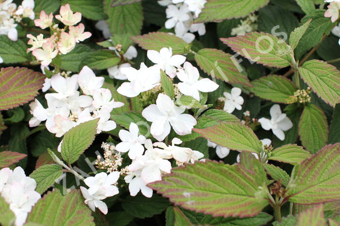 Kalina japonská 'Pinkimono' - Viburnum plicatum 'Pinkimono'