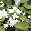 Kalina japonská 'Pinkimono' - Viburnum plicatum 'Pinkimono'