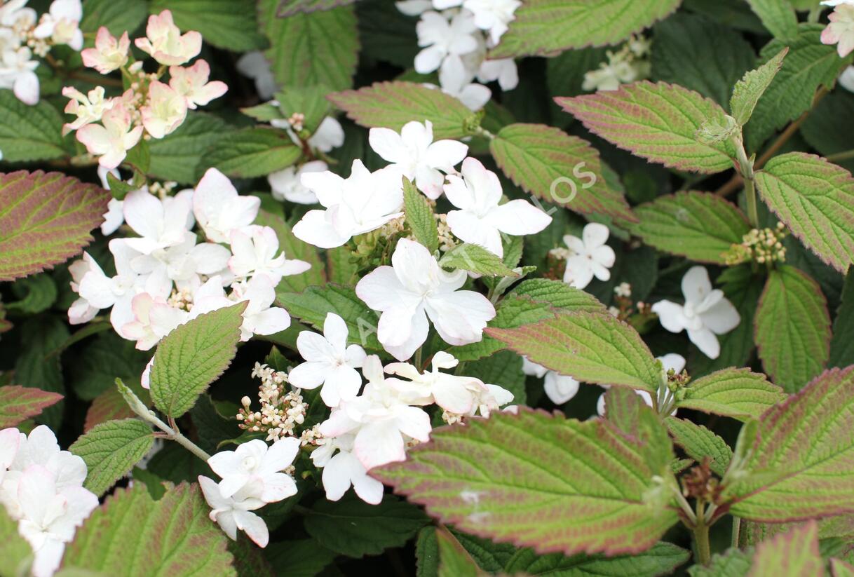 Kalina japonská 'Pinkimono' - Viburnum plicatum 'Pinkimono'