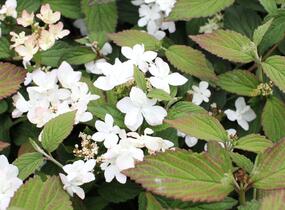 Kalina japonská 'Pinkimono' - Viburnum plicatum 'Pinkimono'