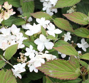 Kalina japonská 'Pinkimono' - Viburnum plicatum 'Pinkimono'
