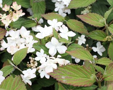 Kalina japonská 'Pinkimono'