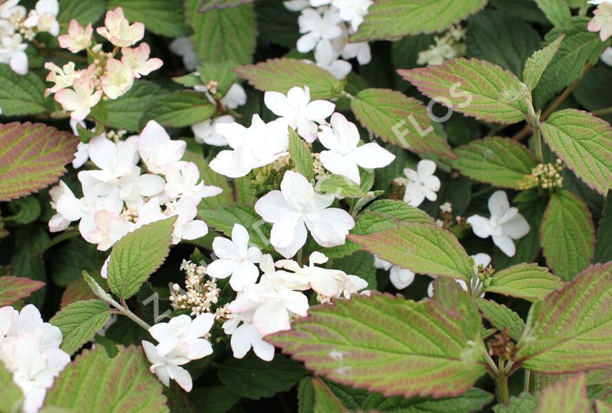 Kalina japonská 'Pinkimono' - Viburnum plicatum 'Pinkimono'