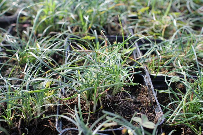 Sedoulek 'Crispum' - Ophiopogon chingii 'Crispum'