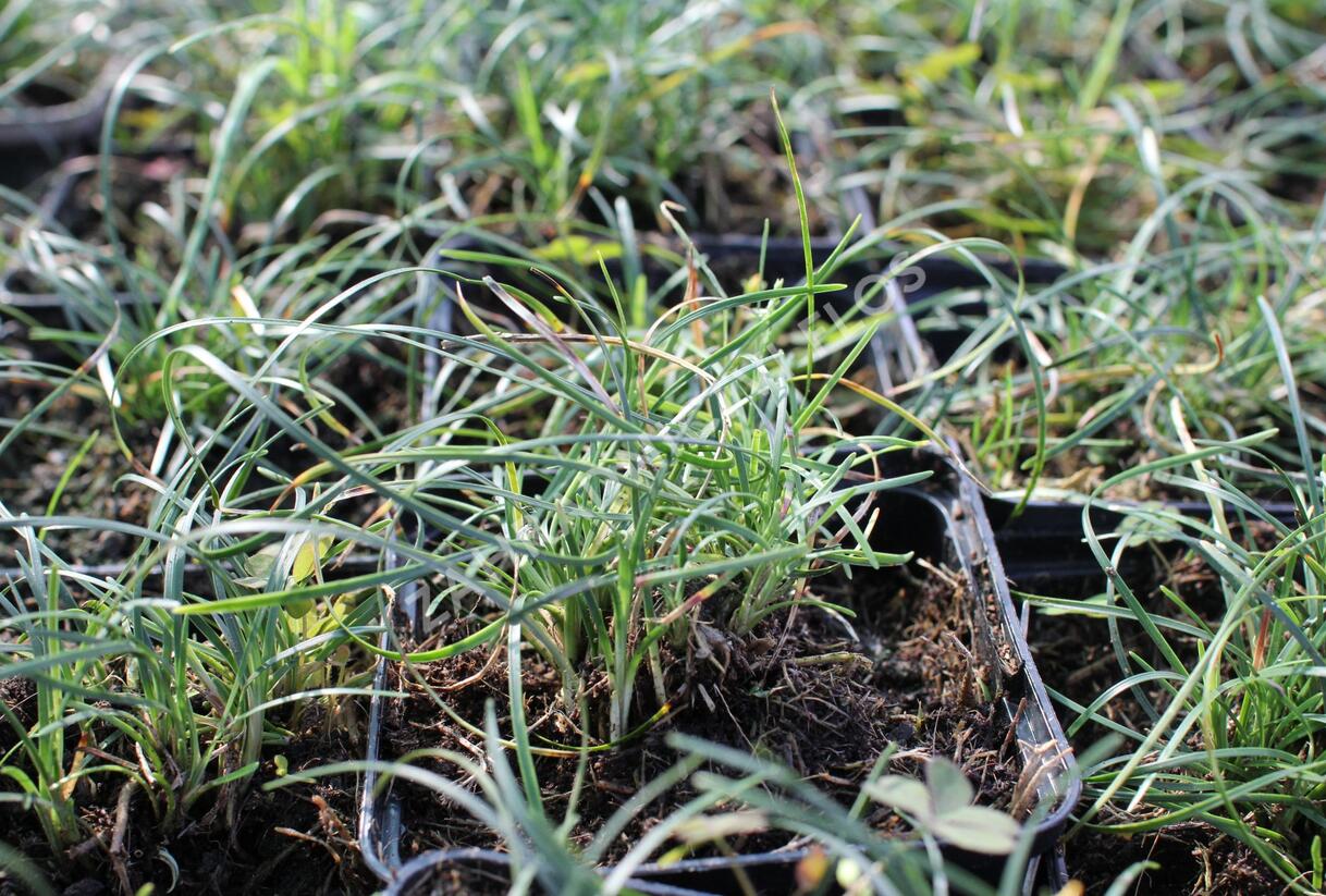Sedoulek 'Crispum' - Ophiopogon chingii 'Crispum'