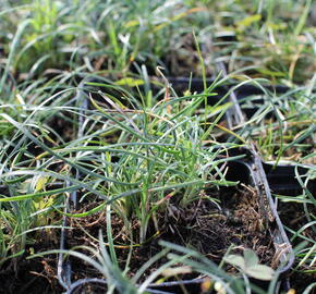 Sedoulek 'Crispum' - Ophiopogon chingii 'Crispum'