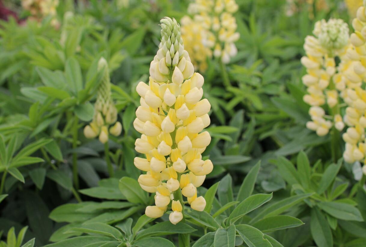 Lupina mnoholistá 'Russel Kronleuchter gelb' - Lupinus polyphyllus 'Russel Kronleuchter gelb'