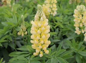 Lupina mnoholistá 'Russel Kronleuchter gelb' - Lupinus polyphyllus 'Russel Kronleuchter gelb'