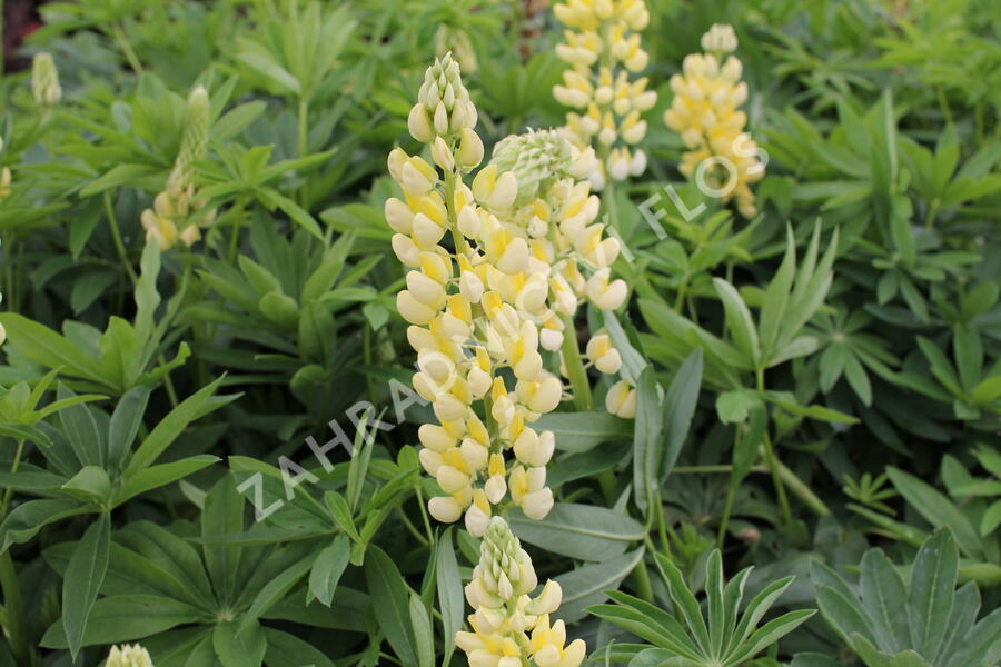 Lupina mnoholistá 'Russel Kronleuchter gelb' - Lupinus polyphyllus 'Russel Kronleuchter gelb'