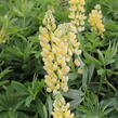 Lupina mnoholistá 'Russel Kronleuchter gelb' - Lupinus polyphyllus 'Russel Kronleuchter gelb'