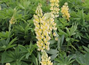 Lupina mnoholistá 'Russel Kronleuchter gelb' - Lupinus polyphyllus 'Russel Kronleuchter gelb'