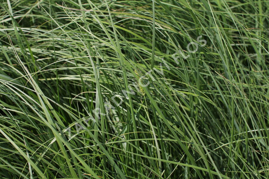 Dochan psárkovitý - Pennisetum alopecuroides