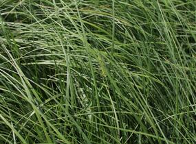Dochan psárkovitý - Pennisetum alopecuroides