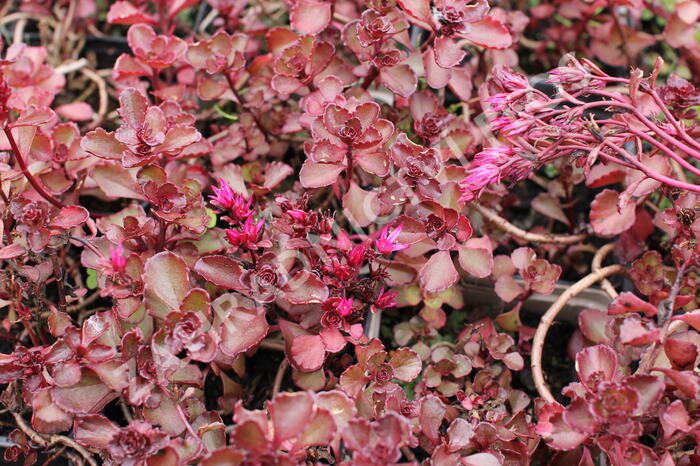 Rozchodník pochybný 'Purpur winter' - Sedum spurium 'Purpur winter'