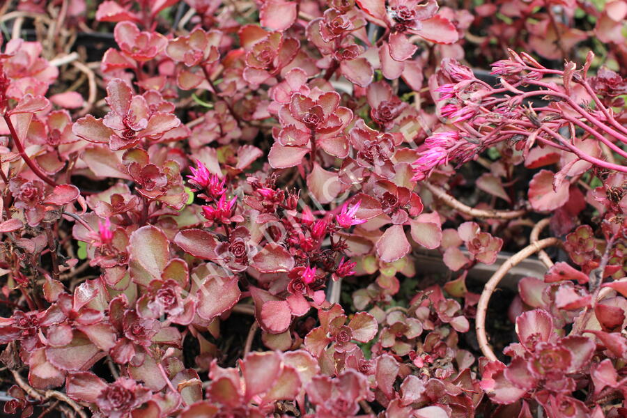 Rozchodník pochybný 'Purpur winter' - Sedum spurium 'Purpur winter'